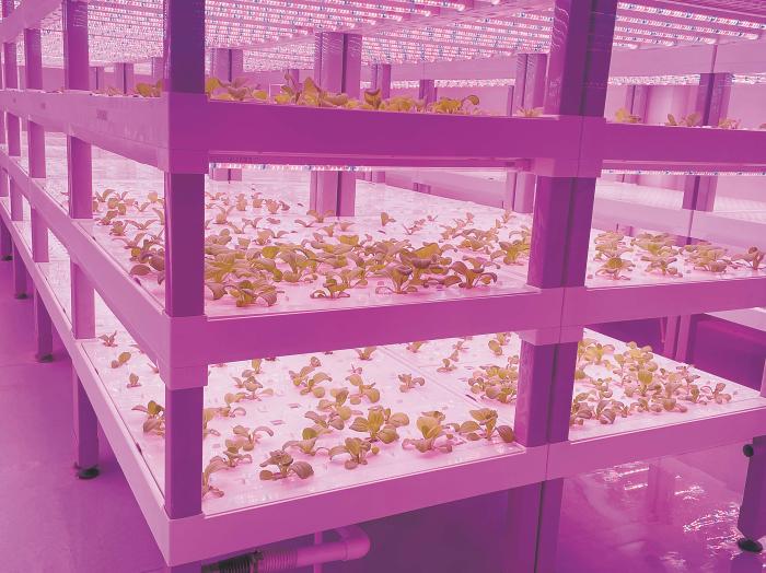 在物美植物工廠里，通過LED燈的照射，蔬菜散發勃勃生機。受訪者供圖